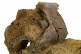 Fossil Dinosaur Bones & Ossified Tendons in Sandstone - Wyoming #330990-1